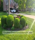 TesnerTreeAndShrubCare.com - Shane Tesner - Port Huron, MI - Trees - Shrubs - Hedges - Topiary - Ornamentals - Landscaping