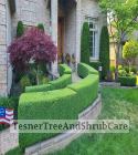 TesnerTreeAndShrubCare.com - Shane Tesner - Port Huron, MI - Trees - Shrubs - Hedges - Topiary - Ornamentals - Landscaping