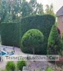 TesnerTreeAndShrubCare.com - Shane Tesner - Port Huron, MI - Trees - Shrubs - Hedges - Topiary - Ornamentals - Landscaping
