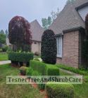 TesnerTreeAndShrubCare.com - Shane Tesner - Port Huron, MI - Trees - Shrubs - Hedges - Topiary - Ornamentals - Landscaping