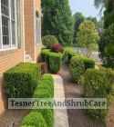 TesnerTreeAndShrubCare.com - Shane Tesner - Port Huron, MI - Trees - Shrubs - Hedges - Topiary - Ornamentals - Landscaping