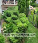 TesnerTreeAndShrubCare.com - Shane Tesner - Port Huron, MI - Trees - Shrubs - Hedges - Topiary - Ornamentals - Landscaping