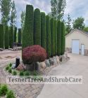 TesnerTreeAndShrubCare.com - Shane Tesner - Port Huron, MI - Trees - Shrubs - Hedges - Topiary - Ornamentals - Landscaping