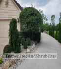 TesnerTreeAndShrubCare.com - Shane Tesner - Port Huron, MI - Trees - Shrubs - Hedges - Topiary - Ornamentals - Landscaping