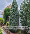 TesnerTreeAndShrubCare.com - Shane Tesner - Port Huron, MI - Trees - Shrubs - Hedges - Topiary - Ornamentals - Landscaping