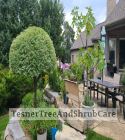 TesnerTreeAndShrubCare.com - Shane Tesner - Port Huron, MI - Trees - Shrubs - Hedges - Topiary - Ornamentals - Landscaping