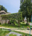 TesnerTreeAndShrubCare.com - Shane Tesner - Port Huron, MI - Trees - Shrubs - Hedges - Topiary - Ornamentals - Landscaping