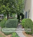 TesnerTreeAndShrubCare.com - Shane Tesner - Port Huron, MI - Trees - Shrubs - Hedges - Topiary - Ornamentals - Landscaping