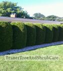 TesnerTreeAndShrubCare.com - Shane Tesner - Port Huron, MI - Trees - Shrubs - Hedges - Topiary - Ornamentals - Landscaping