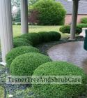TesnerTreeAndShrubCare.com - Shane Tesner - Port Huron, MI - Trees - Shrubs - Hedges - Topiary - Ornamentals - Landscaping