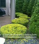 TesnerTreeAndShrubCare.com - Shane Tesner - Port Huron, MI - Trees - Shrubs - Hedges - Topiary - Ornamentals - Landscaping