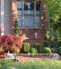TesnerTreeAndShrubCare.com - Shane Tesner - Port Huron, MI - Trees - Shrubs - Hedges - Topiary - Ornamentals - Landscaping