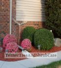 TesnerTreeAndShrubCare.com - Shane Tesner - Port Huron, MI - Trees - Shrubs - Hedges - Topiary - Ornamentals - Landscaping