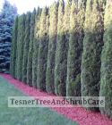TesnerTreeAndShrubCare.com - Shane Tesner - Port Huron, MI - Trees - Shrubs - Hedges - Topiary - Ornamentals - Landscaping