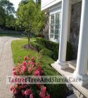 TesnerTreeAndShrubCare.com - Shane Tesner - Port Huron, MI - Trees - Shrubs - Hedges - Topiary - Ornamentals - Landscaping