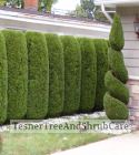 TesnerTreeAndShrubCare.com - Shane Tesner - Port Huron, MI - Trees - Shrubs - Hedges - Topiary - Ornamentals - Landscaping
