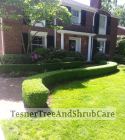 TesnerTreeAndShrubCare.com - Shane Tesner - Port Huron, MI - Trees - Shrubs - Hedges - Topiary - Ornamentals - Landscaping