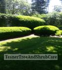 TesnerTreeAndShrubCare.com - Shane Tesner - Port Huron, MI - Trees - Shrubs - Hedges - Topiary - Ornamentals - Landscaping