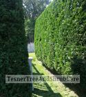TesnerTreeAndShrubCare.com - Shane Tesner - Port Huron, MI - Trees - Shrubs - Hedges - Topiary - Ornamentals - Landscaping