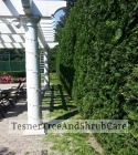 TesnerTreeAndShrubCare.com - Shane Tesner - Port Huron, MI - Trees - Shrubs - Hedges - Topiary - Ornamentals - Landscaping