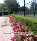 TesnerTreeAndShrubCare.com - Shane Tesner - Port Huron, MI - Trees - Shrubs - Hedges - Topiary - Ornamentals - Landscaping