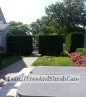 TesnerTreeAndShrubCare.com - Shane Tesner - Port Huron, MI - Trees - Shrubs - Hedges - Topiary - Ornamentals - Landscaping