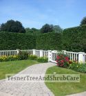TesnerTreeAndShrubCare.com - Shane Tesner - Port Huron, MI - Trees - Shrubs - Hedges - Topiary - Ornamentals - Landscaping