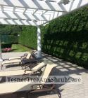 TesnerTreeAndShrubCare.com - Shane Tesner - Port Huron, MI - Trees - Shrubs - Hedges - Topiary - Ornamentals - Landscaping