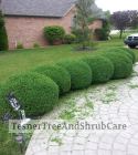 TesnerTreeAndShrubCare.com - Shane Tesner - Port Huron, MI - Trees - Shrubs - Hedges - Topiary - Ornamentals - Landscaping