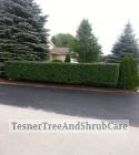 TesnerTreeAndShrubCare.com - Shane Tesner - Port Huron, MI - Trees - Shrubs - Hedges - Topiary - Ornamentals - Landscaping