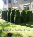 TesnerTreeAndShrubCare.com - Shane Tesner - Port Huron, MI - Trees - Shrubs - Hedges - Topiary - Ornamentals - Landscaping