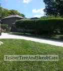 TesnerTreeAndShrubCare.com - Shane Tesner - Port Huron, MI - Trees - Shrubs - Hedges - Topiary - Ornamentals - Landscaping