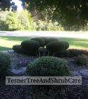 TesnerTreeAndShrubCare.com - Shane Tesner - Port Huron, MI - Trees - Shrubs - Hedges - Topiary - Ornamentals - Landscaping