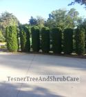 TesnerTreeAndShrubCare.com - Shane Tesner - Port Huron, MI - Trees - Shrubs - Hedges - Topiary - Ornamentals - Landscaping