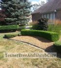 TesnerTreeAndShrubCare.com - Shane Tesner - Port Huron, MI - Trees - Shrubs - Hedges - Topiary - Ornamentals - Landscaping