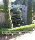 TesnerTreeAndShrubCare.com - Shane Tesner - Port Huron, MI - Trees - Shrubs - Hedges - Topiary - Ornamentals - Landscaping