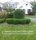 TesnerTreeAndShrubCare.com - Shane Tesner - Port Huron, MI - Trees - Shrubs - Hedges - Topiary - Ornamentals - Landscaping